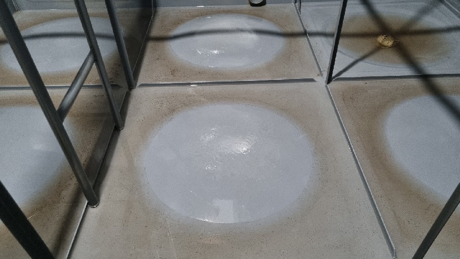 ̹